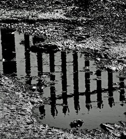 High angle view of ducks in puddle