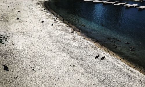 High angle view of bird on beach