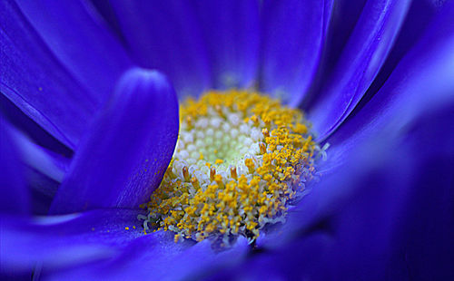 Extreme close up of purple flower