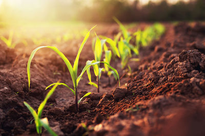 Close-up of plant growing on field