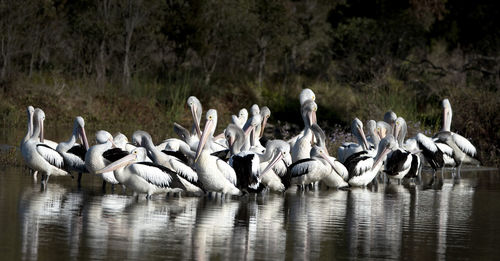 Flock of birds in calm lake