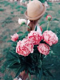 Close-up of pink roses