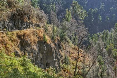 Plants growing on land