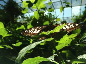 Close-up of butterfly on plant