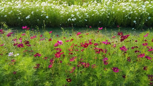 Pink flowers growing in field