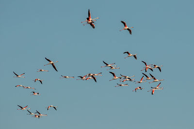 Low angle view of birds flying in sky