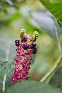 Close-up of pink flowering plant