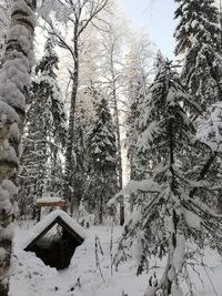 Snow covered trees in forest