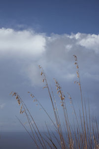Low angle view of stalks against the sky