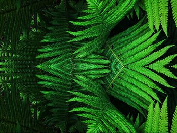 Full frame shot of fern leaves