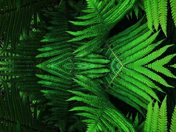 Full frame shot of fern leaves