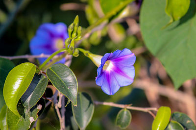 Close-up of purple flowering plant