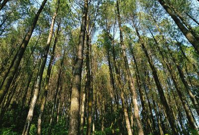 pine forest in