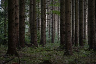 Pine trees in forest