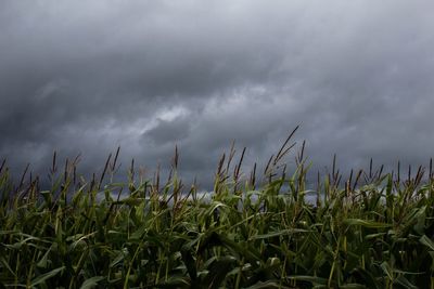 Plants growing on field against storm clouds