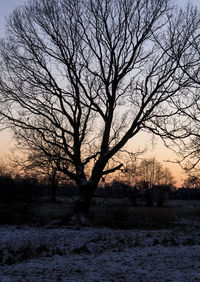 Bare trees on field at sunset