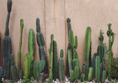 Close-up of cactus plants against wall