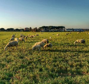 Birds on grassy field