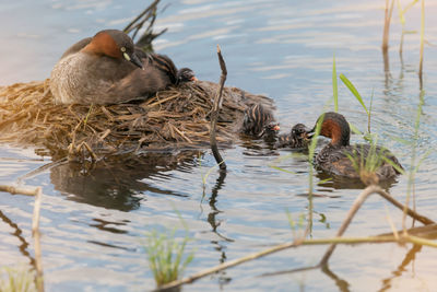 Close-up of ducks swimming in lake