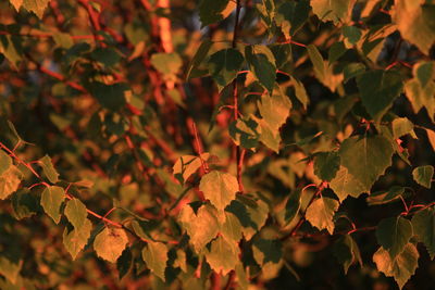 Full frame shot of leaves