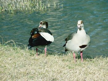 Birds in calm lake