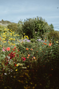 Flowering plants and trees on field against sky
