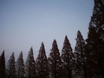 Low angle view of trees in forest against clear sky
