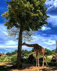 View of tree on field against sky