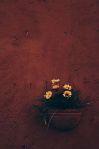 Close-up of flowers in vase