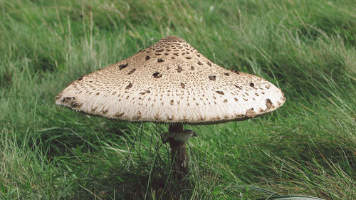 Close-up of mushroom on grassy field