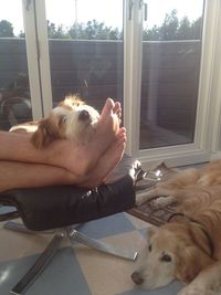 domestic animals