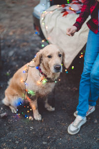 Low section of dog standing outdoors