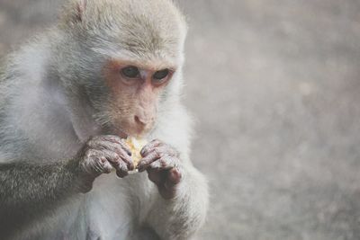 Close-up of monkey eating food