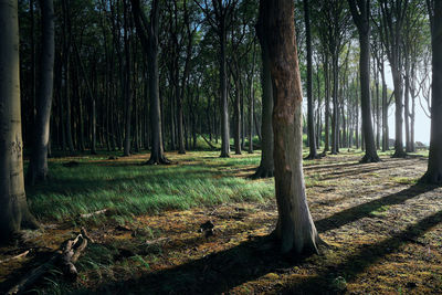 View of a dog in forest