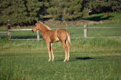 Horse standing on field