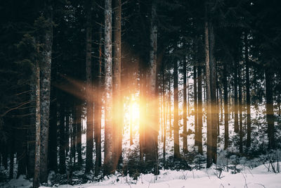 Sunlight streaming through trees in forest during winter, schwarzwald, germany.