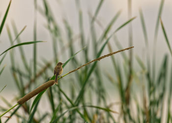 Close-up of bird perching on grass