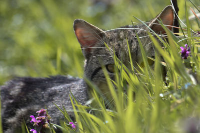 Close-up of lizard on flower