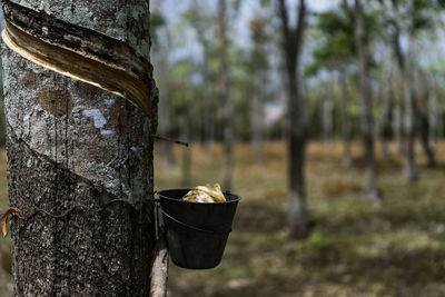 Close-up of food on tree trunk in forest