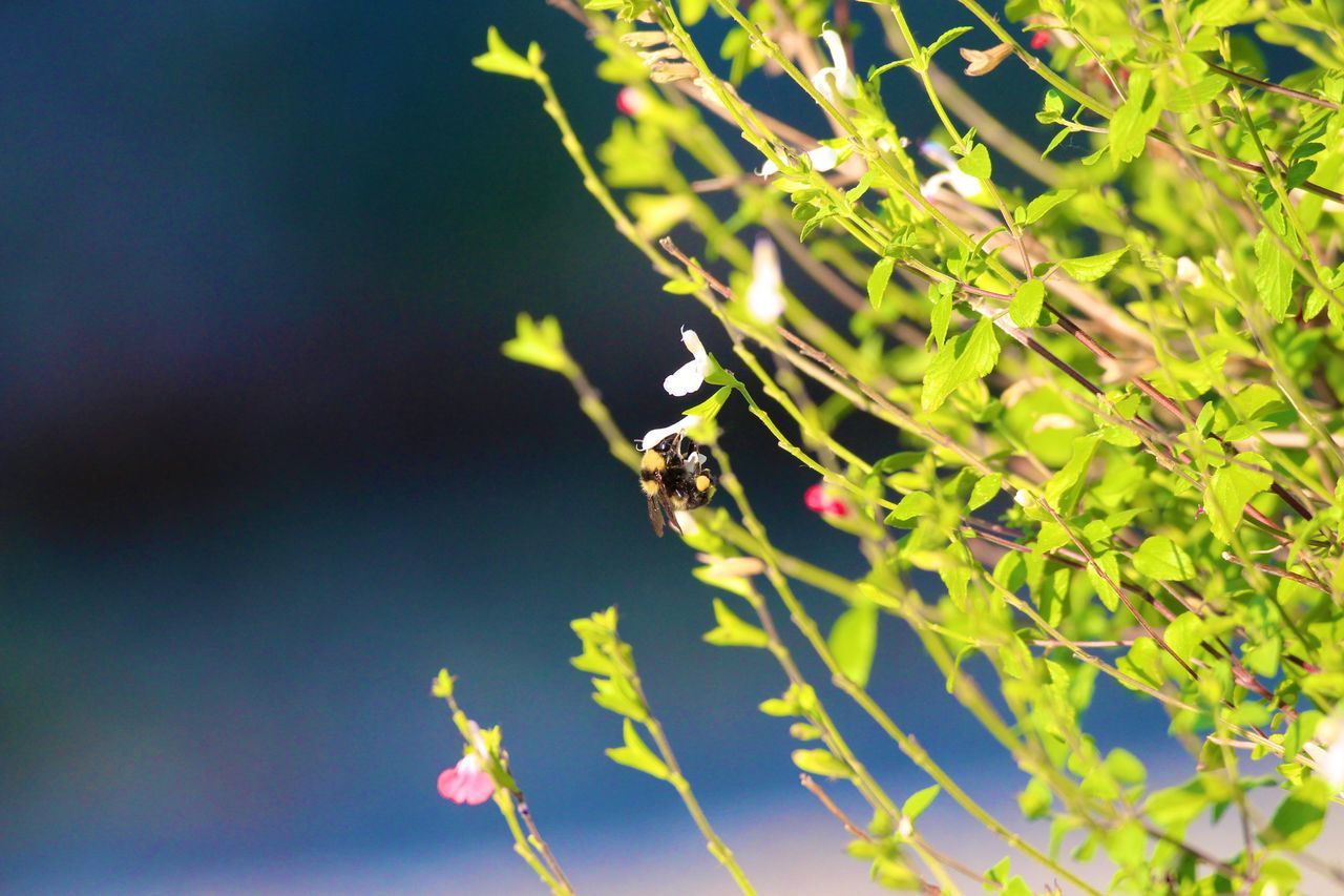 CLOSE-UP OF CATERPILLAR ON PLANT