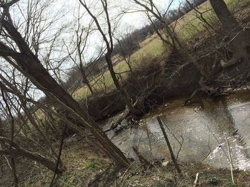 Bare trees in water