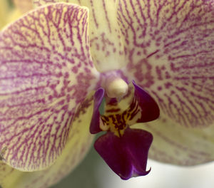 Close-up of purple orchid