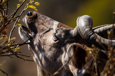 Close-up of a antilope