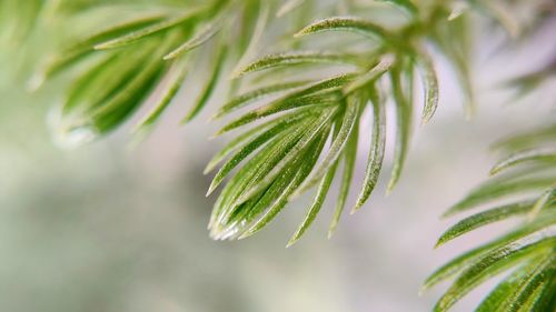 Close-up of raindrops on tree branch