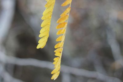 Close-up of yellow leaves on plant