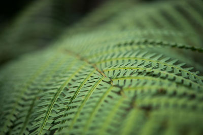 Close-up of fern leaves