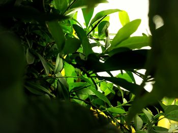 Low angle view of leaves on tree