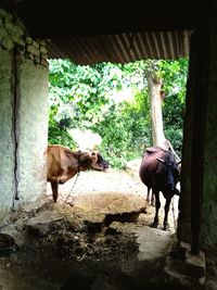 Horse standing in zoo