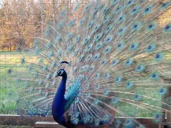 Close-up of peacock