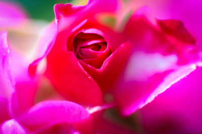 Close-up of pink rose blooming outdoors